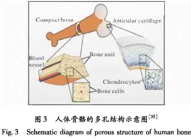 仿生結(jié)構(gòu)鈦合金植入材料的研究和應(yīng)用