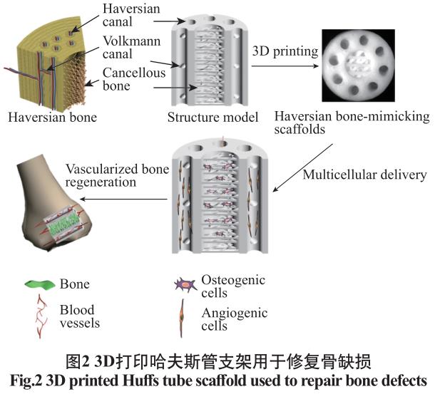 數(shù)字光處理生物3D打印技術在醫(yī)學上的應用發(fā)展