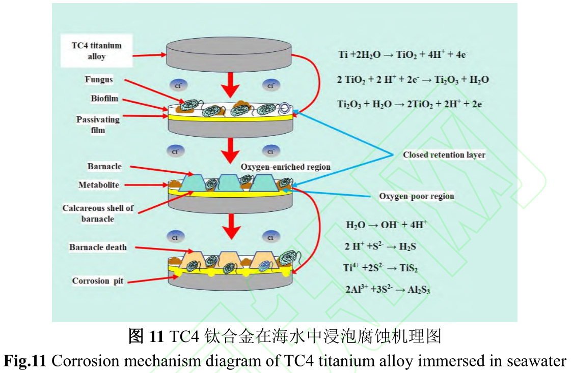 TC4鈦合金實海污損生物附著行為與腐蝕機理研究